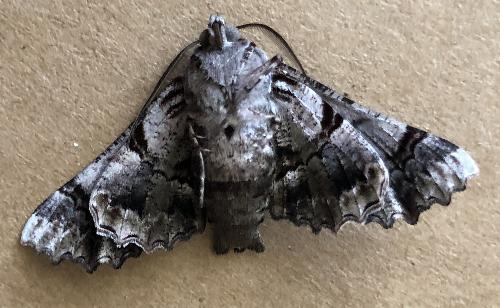 Hypographa phlegetonaria