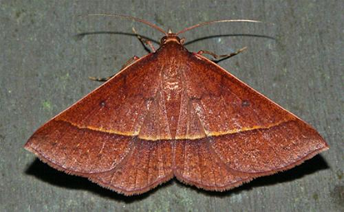 Epidesmia phoenicina