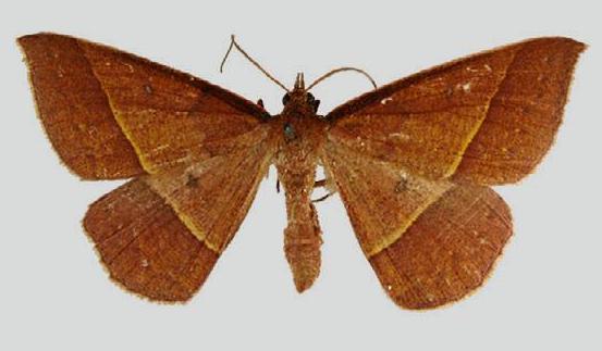 Epidesmia phoenicina