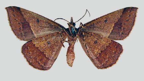 Epidesmia phoenicina