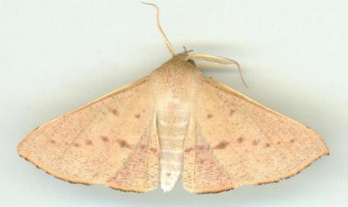 Oenochroma phyllomorpha