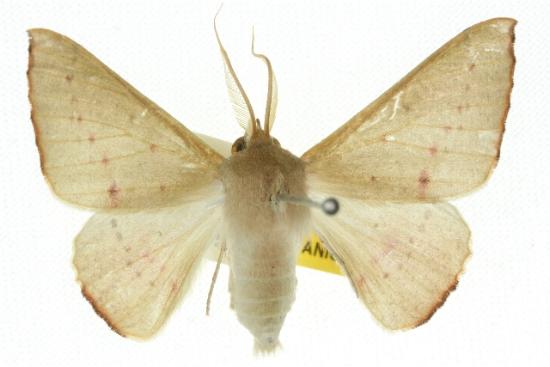 Oenochroma phyllomorpha