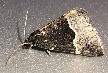 Dichromodes scothima