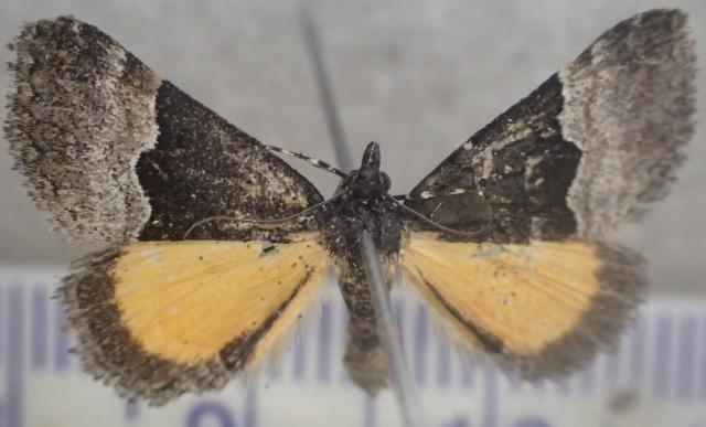 Dichromodes scothima