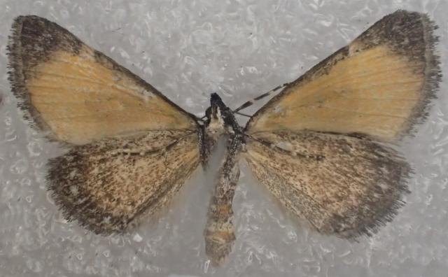 Dichromodes scothima