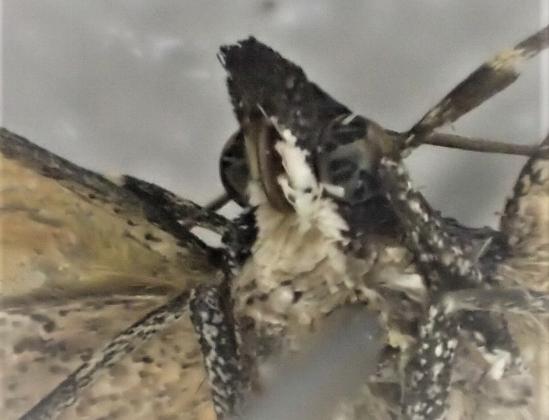 Dichromodes scothima