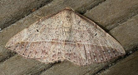 Zeuctophlebia squalidata