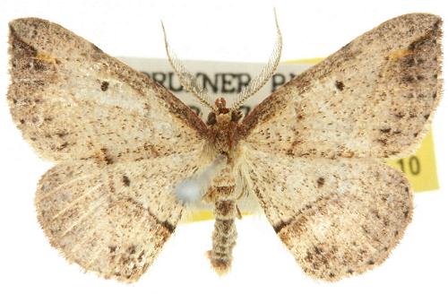 Zeuctophlebia squalidata