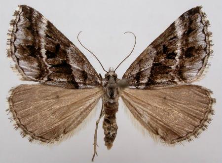 Dichromodes stilbiata