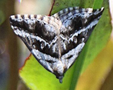 Dichromodes stilbiata