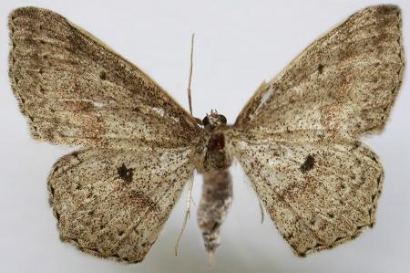 Zeuctophlebia tapinodes