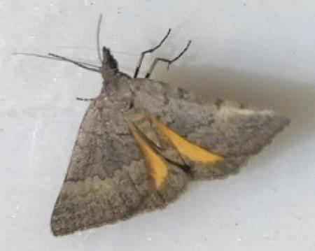 Dichromodes uniformis