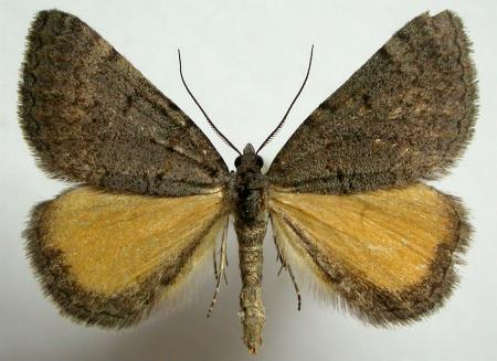 Dichromodes uniformis