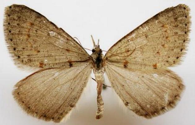 Taxeotis xanthogramma