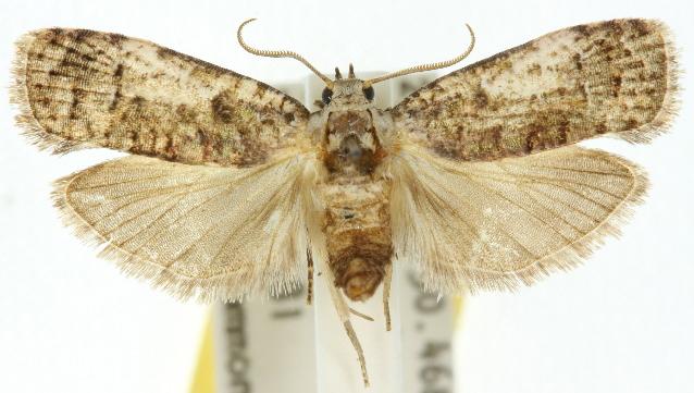 Copromorpha lichenitis