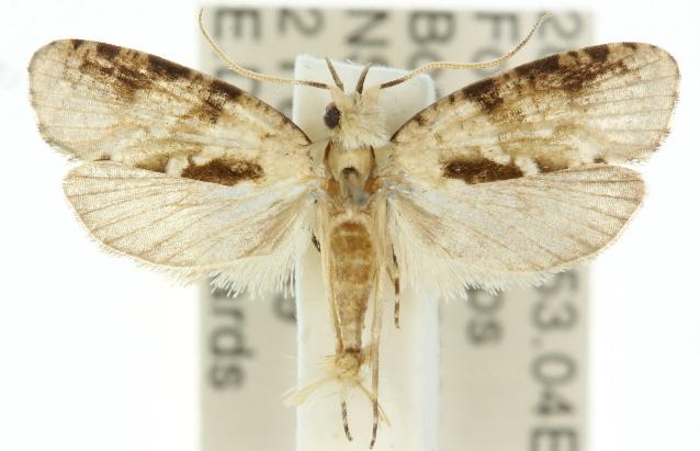 Schistocyttara nebulosa