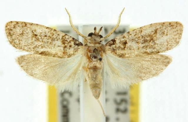 Copromorpha phaeosticta