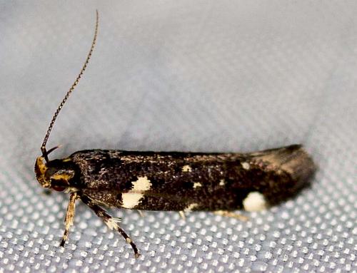 Macrobathra alternatella