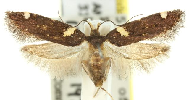 Macrobathra alternatella
