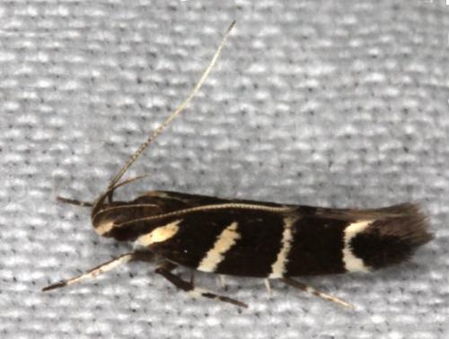 Macrobathra anacampta