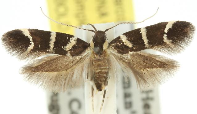 Macrobathra anacampta