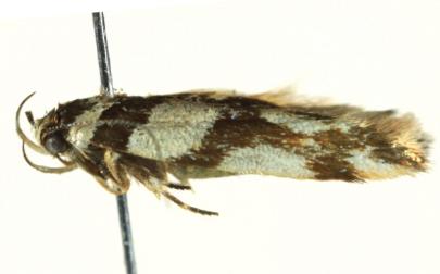 Macrobathra aphristis