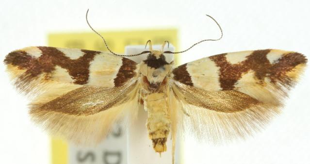 Macrobathra aphristis