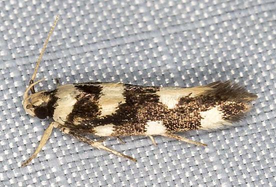 Macrobathra arrectella