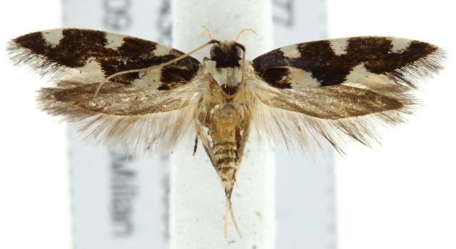 Macrobathra arrectella