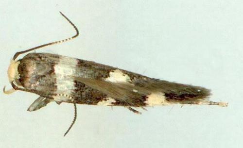 Macrobathra callipetala