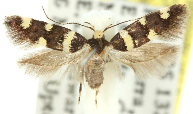 Macrobathra callipetala