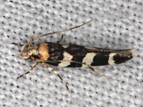 Limnaecia camptosema