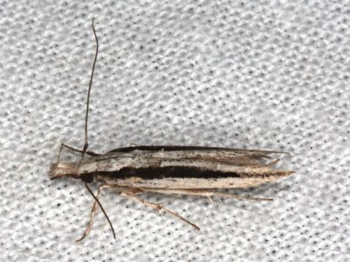 Trachydora centromela