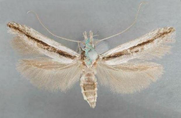 Trachydora centromela