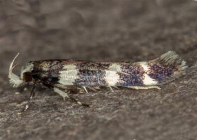 Limnaecia chionospila