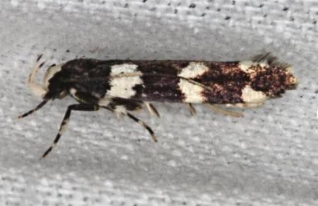 Limnaecia cirrhosema