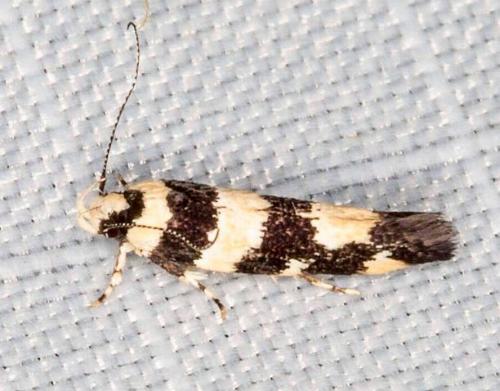 Macrobathra euryleuca