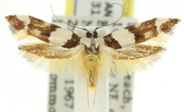 Macrobathra euryleuca