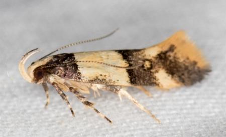 Macrobathra hamaxitodes