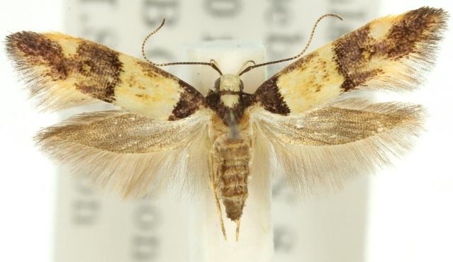 Macrobathra hamaxitodes