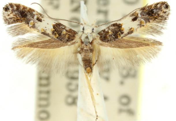 Leptozestis harmosta