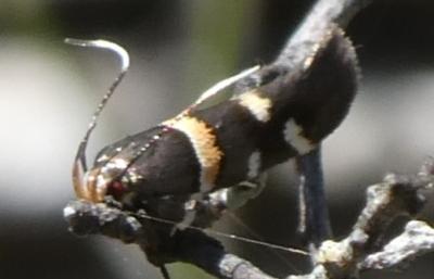 Macrobathra harmostis
