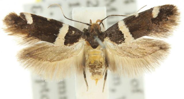 Macrobathra harmostis