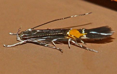 Cosmopterix heliactis