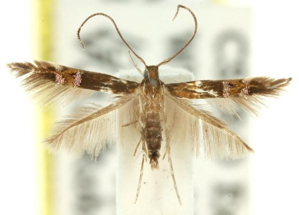 Cosmopterix heliactis