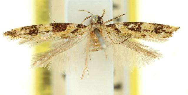Limnaecia leptomeris