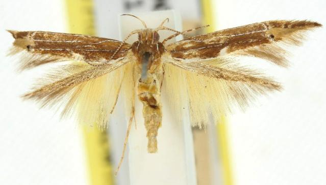 Labdia leucombra