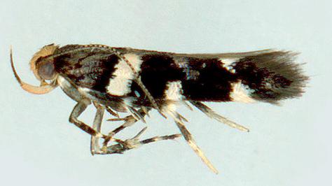 Macrobathra leucopeda