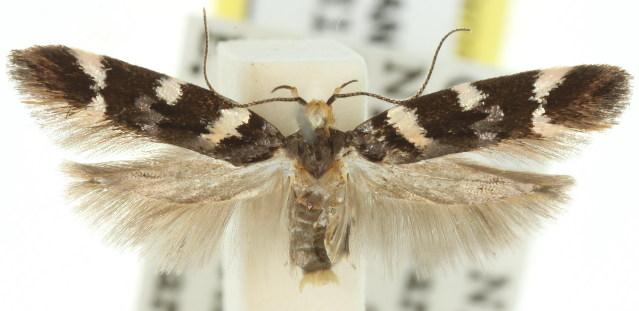 Macrobathra leucopeda