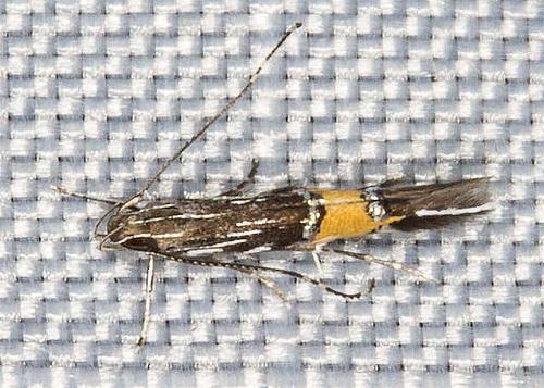 Cosmopterix macrula